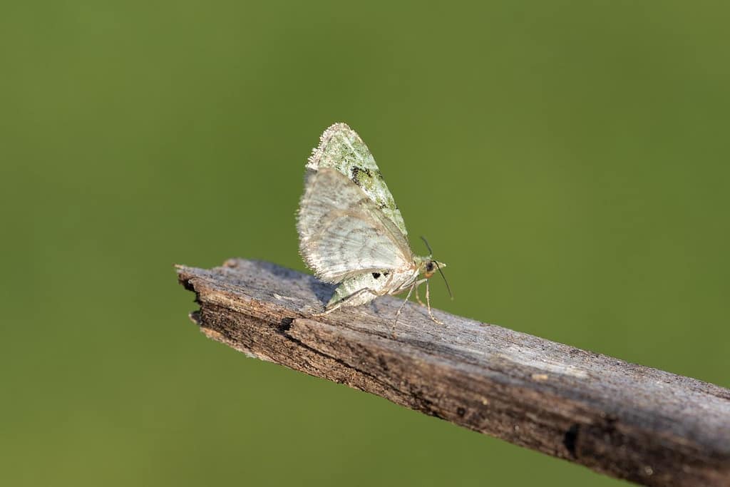 Chloroclystis v-ata, V-dwegspanner