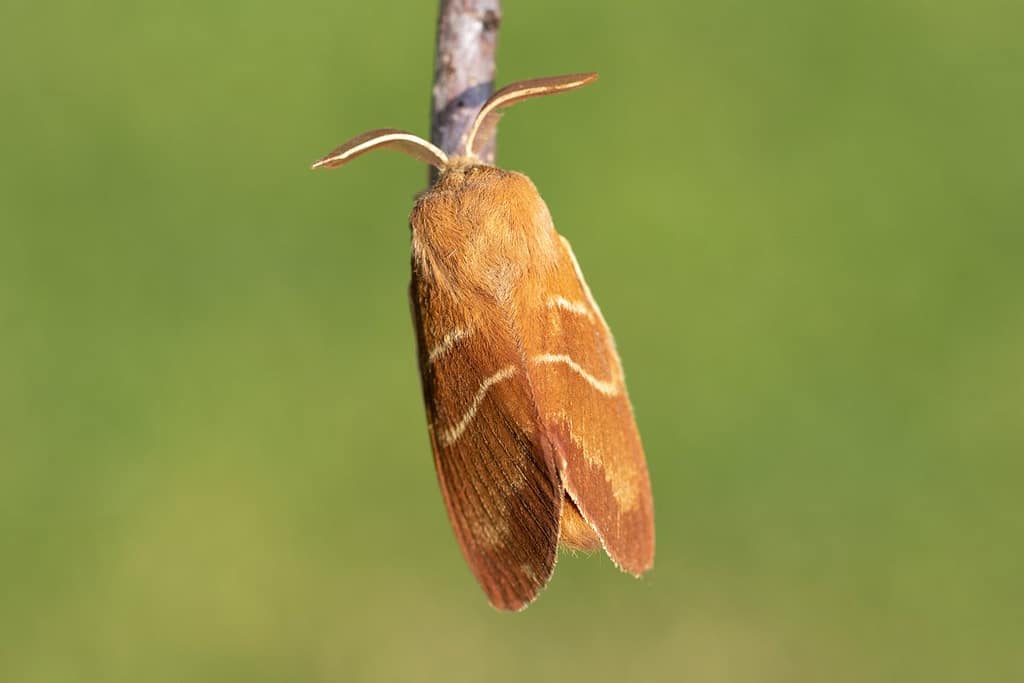 Macrothylacia rubi, Veelvraat