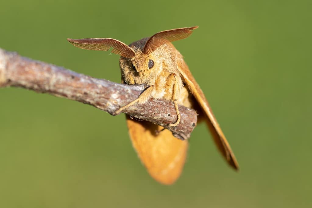 Macrothylacia rubi, Veelvraat