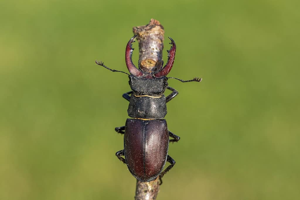 Lucanus cervus-Vliegend hert