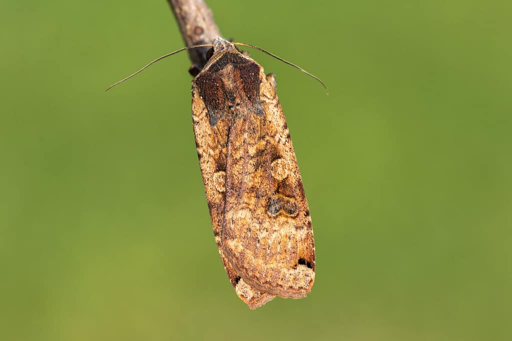 Noctua orbona-Zwartpuntvolgeling