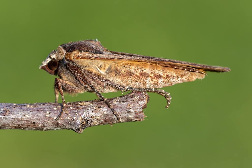 Noctua orbona-Zwartpuntvolgeling