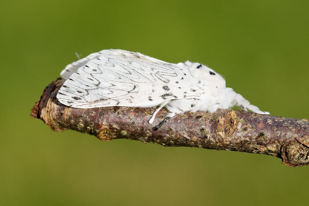 Cerura erminea, Witte hermelijnvlinder