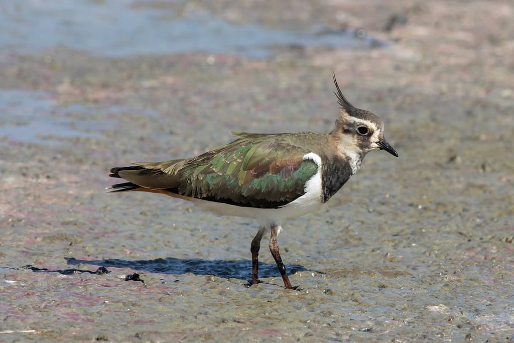 Vanellus vanellus, Kievit