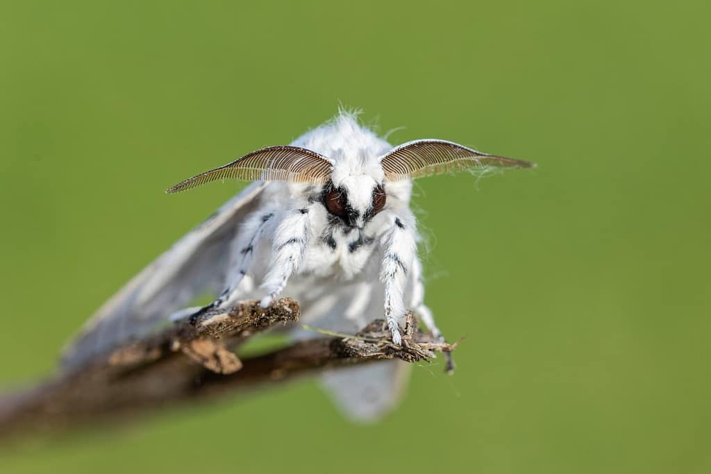 Cerura erminea, Witte hermelijnvlinder