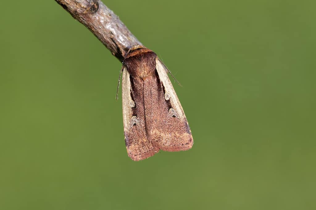 Ochropleura plecta, Haarbos