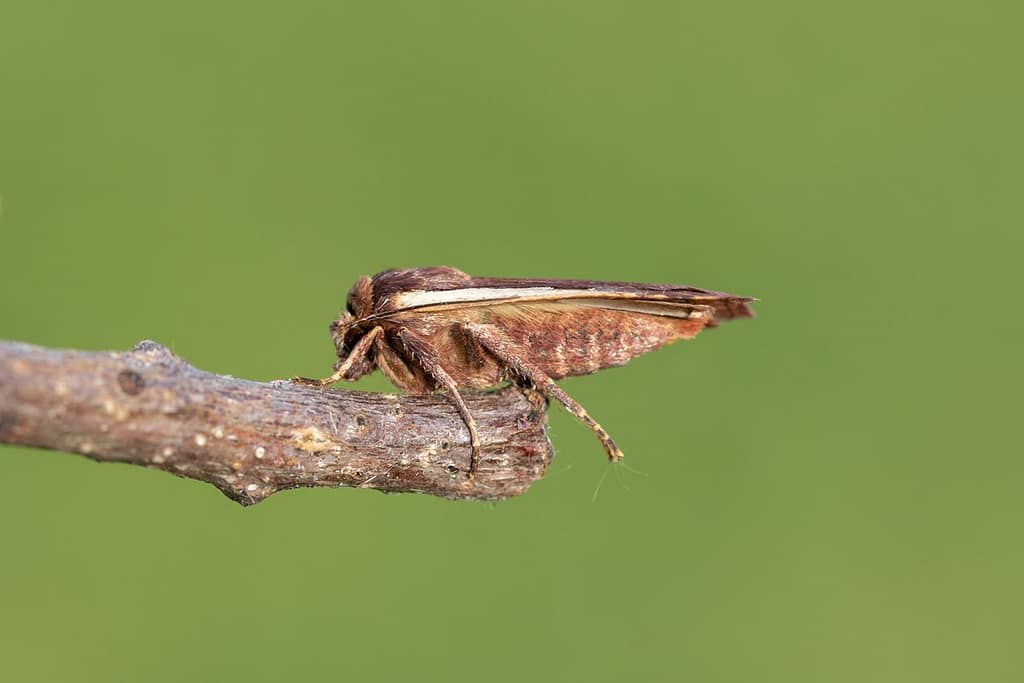 Ochropleura plecta, Haarbos