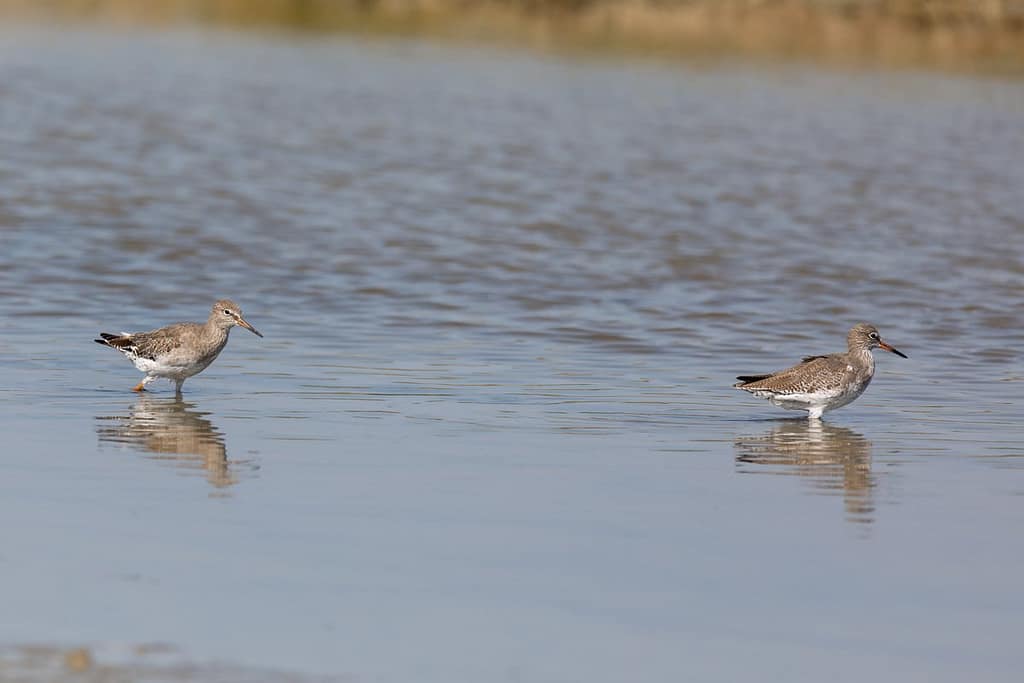Tringa totanus, Tureluur juveniel