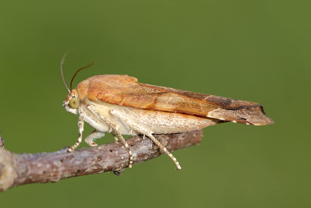 Noctua fimbriata, Breedbandhuismoeder