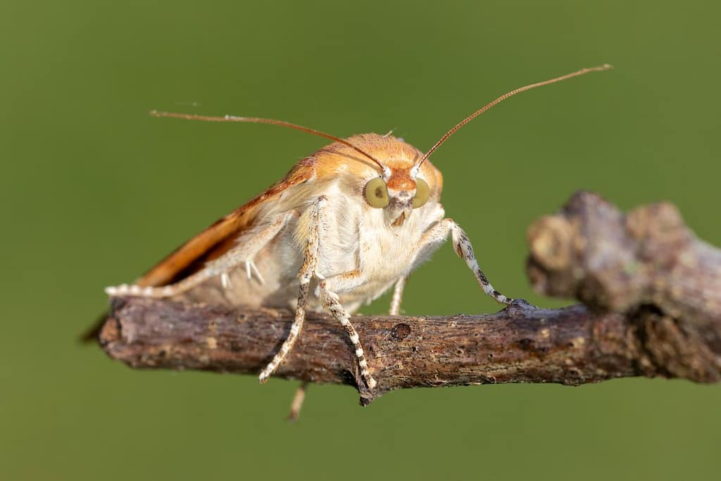 Noctua fimbriata, Breedbandhuismoeder