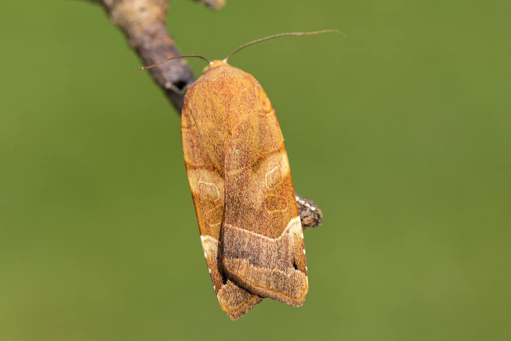 Noctua fimbriata, Breedbandhuismoeder