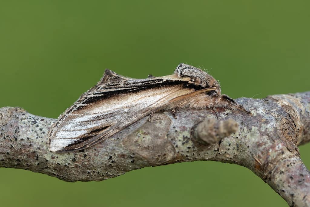 Pheosia Tremula-Brandvlerkvlinder