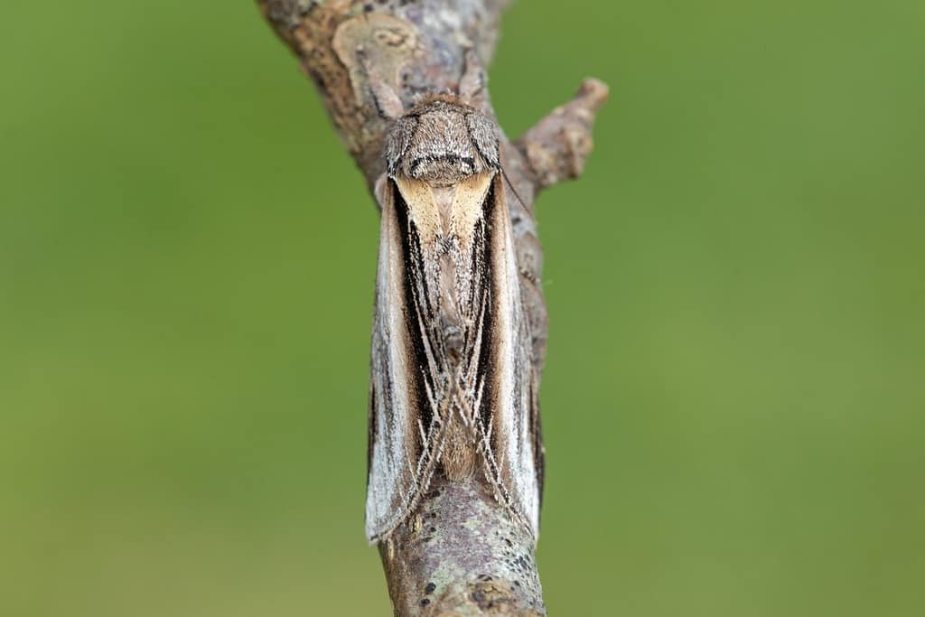 Pheosia Tremula-Brandvlerkvlinder
