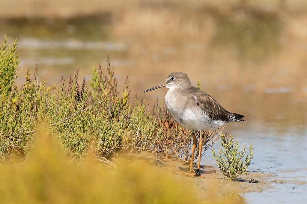 Tringa totanus, Tureluur juveniel