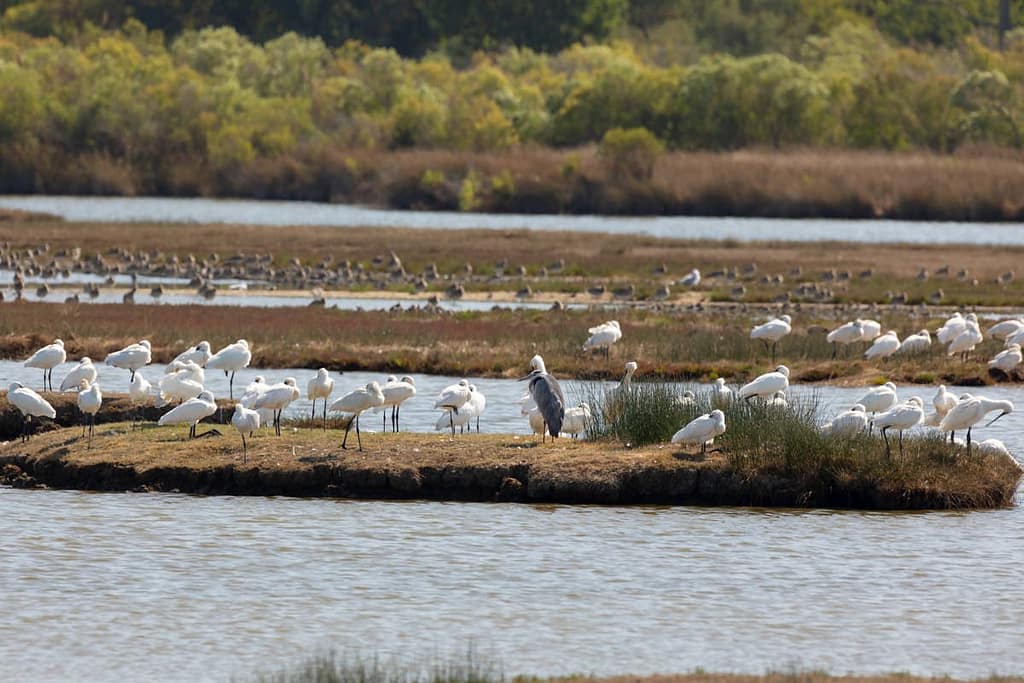 Grote groepen zilverreigers en ook een blauwe reiger