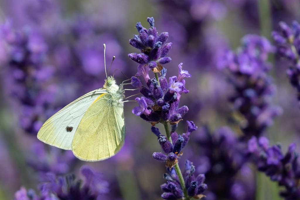 Pieris Napie, klein geaderd witje
