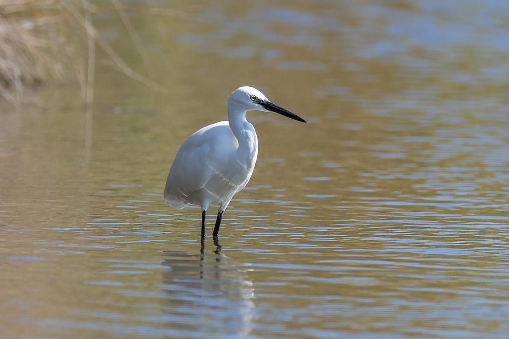Egretta garzetta, kleine zilverreiger