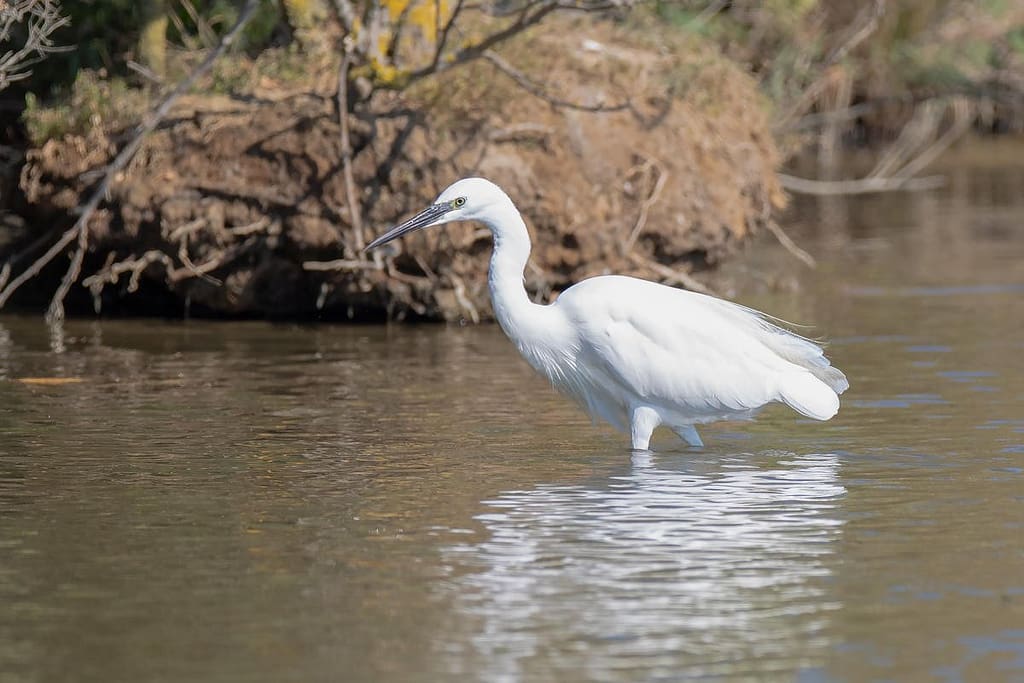 Egretta garzetta, kleine zilverreiger