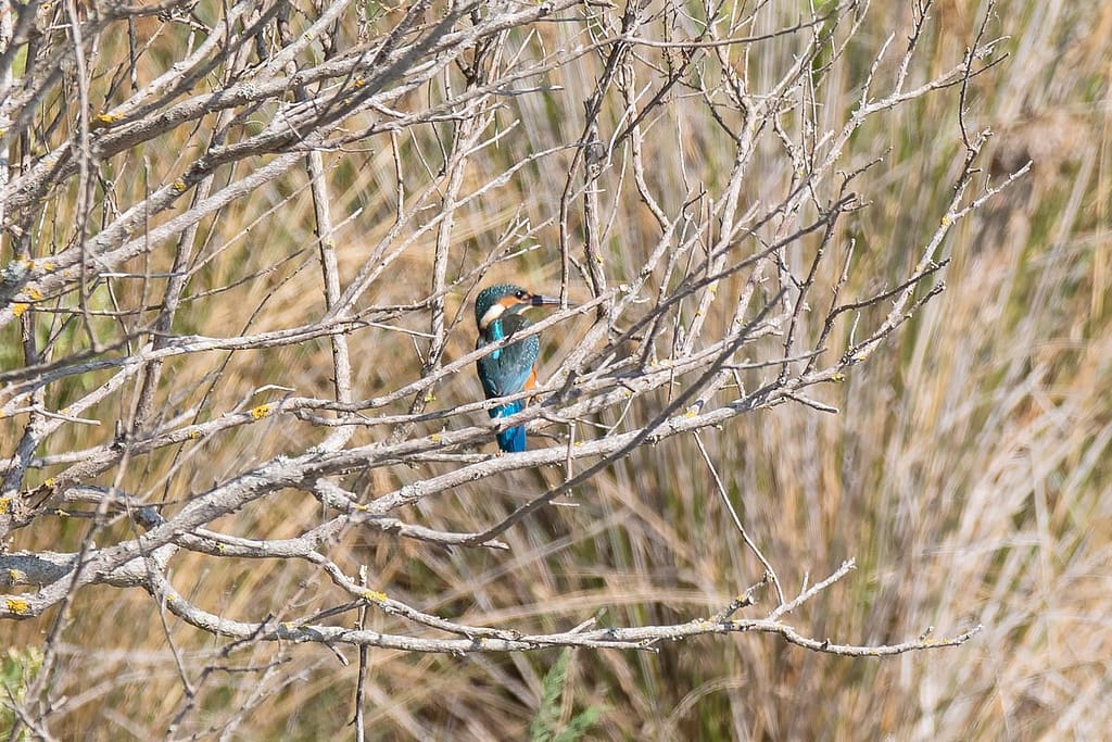 Alcedo atthis, IJsvogel