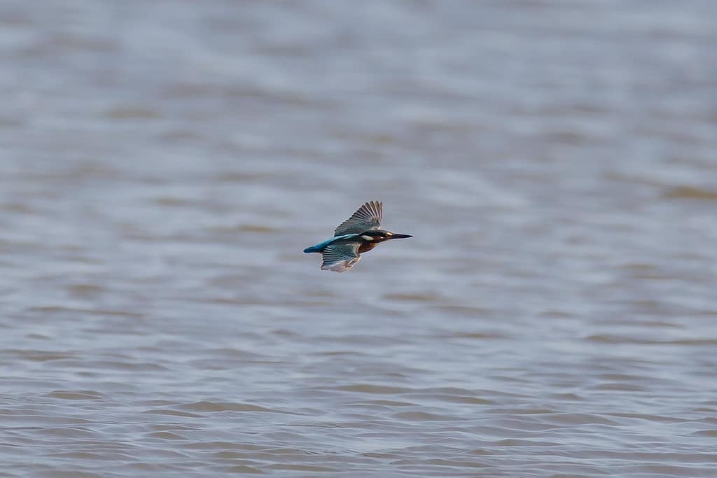 Alcedo atthis, IJsvogel
