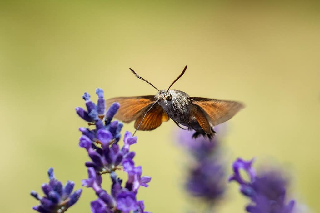 Macroglossum stellatarum, Kolibrievlinder