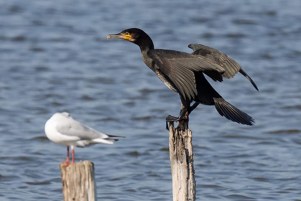 Phalacrocorax carbo, Aalscholver
