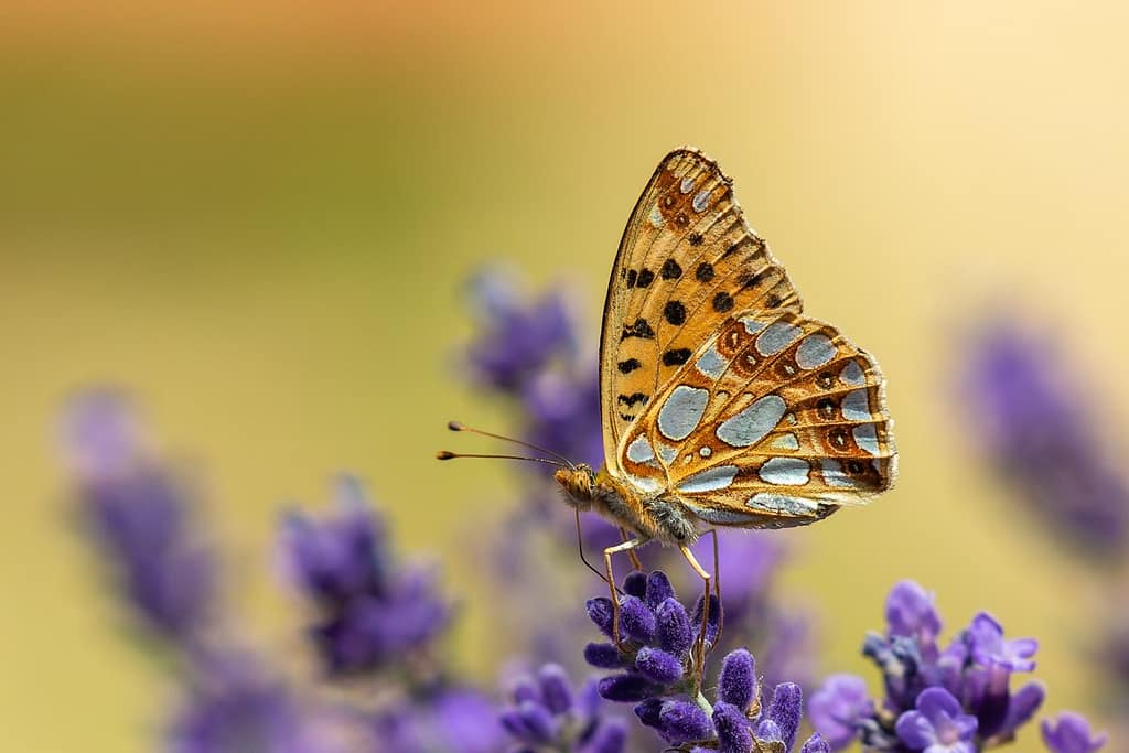 Issoria Lathonia, Kleine parelmoervlinder