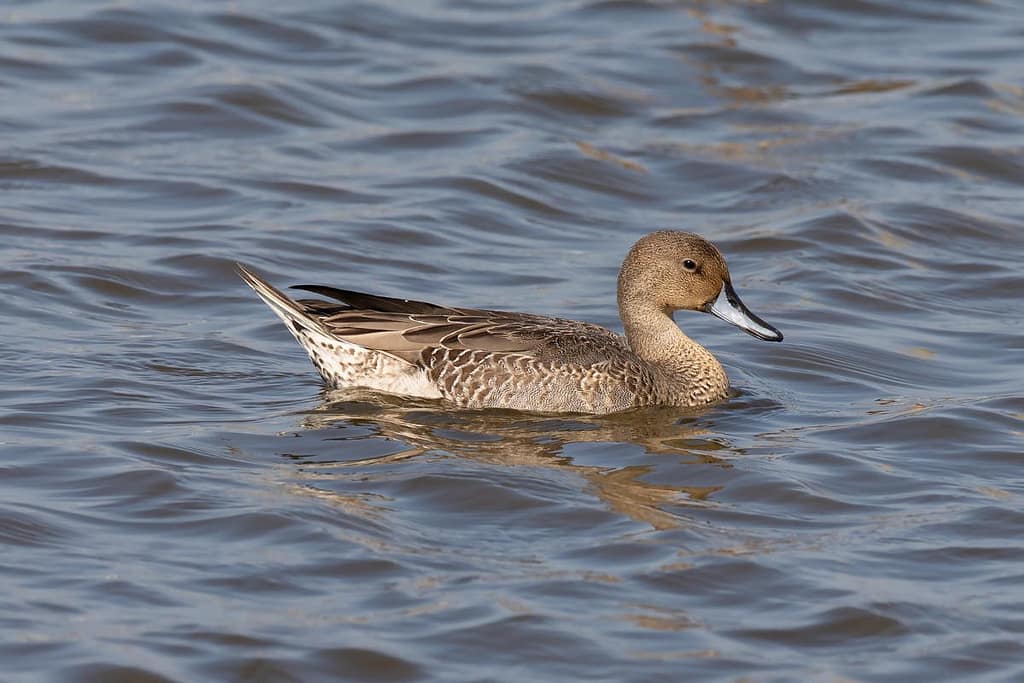 Anas acuta, Pijstaarteend vrouw