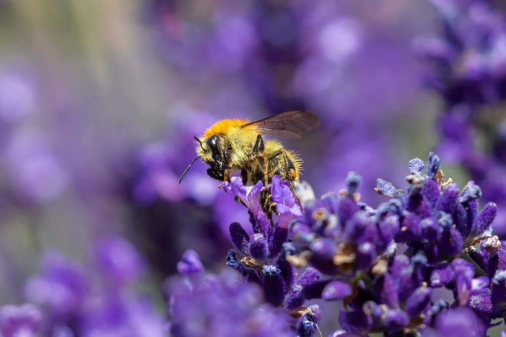Bombus pascuorum, Akkerhommel