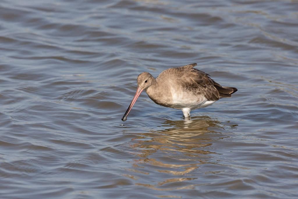 Limosa limosa, Grutto juveniel