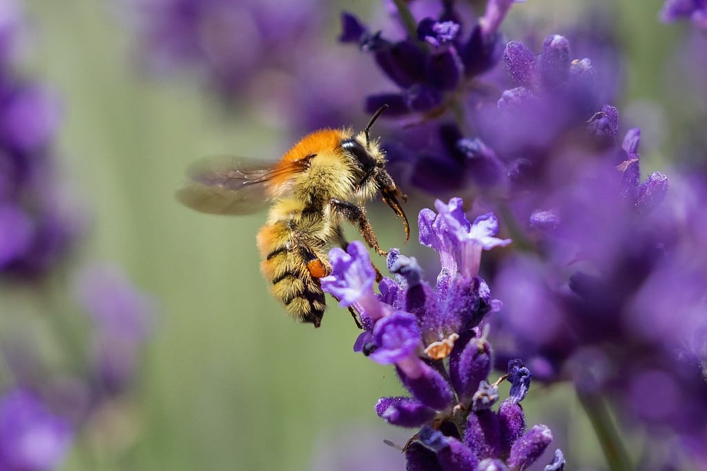 Bombus pascuorum, Akkerhommel
