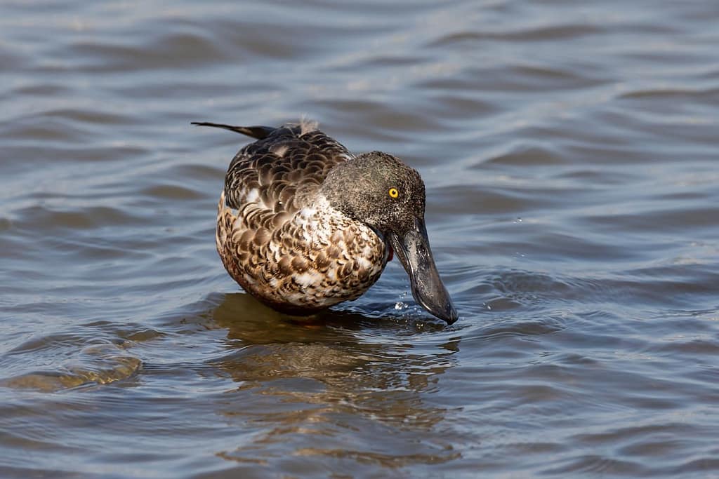 Anas clypeata, Slobeend juveniel