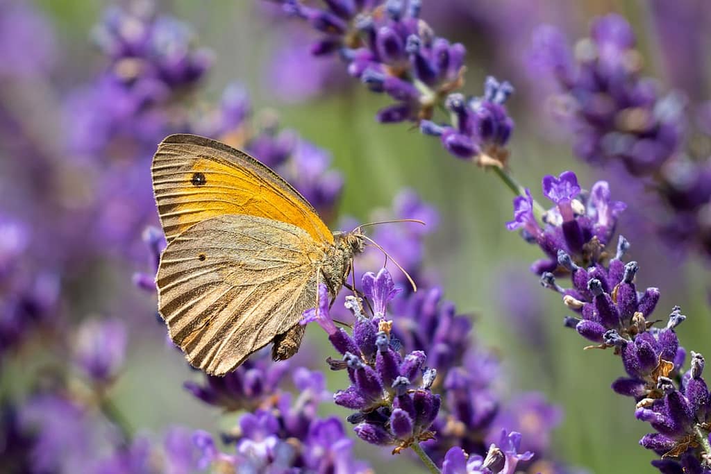 Manilla jurtina, Bruin zandoogje