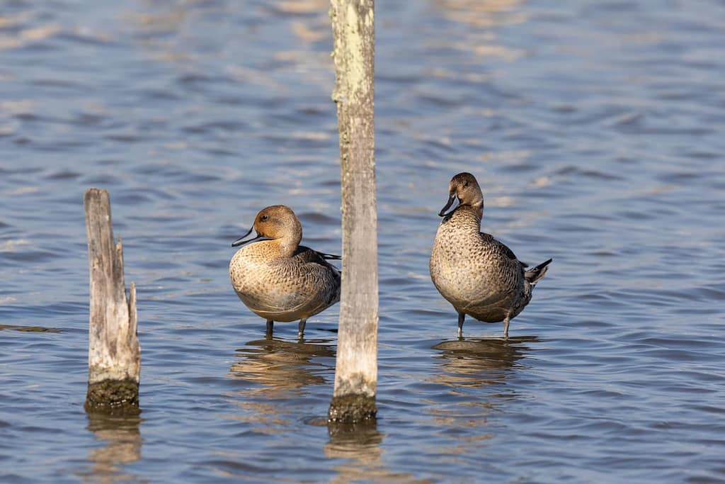 Anas acuta, Pijstaarteend