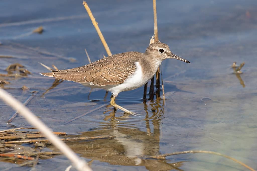 Actitis hypoleucos, Oeverloper