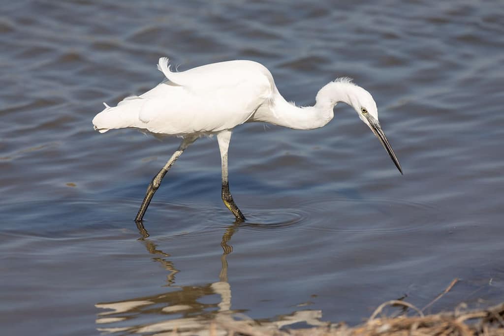 Egretta garzetta, kleine zilverreiger