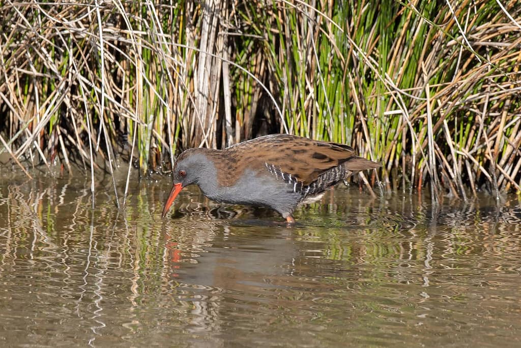 Rallus aquaticus, Waterral