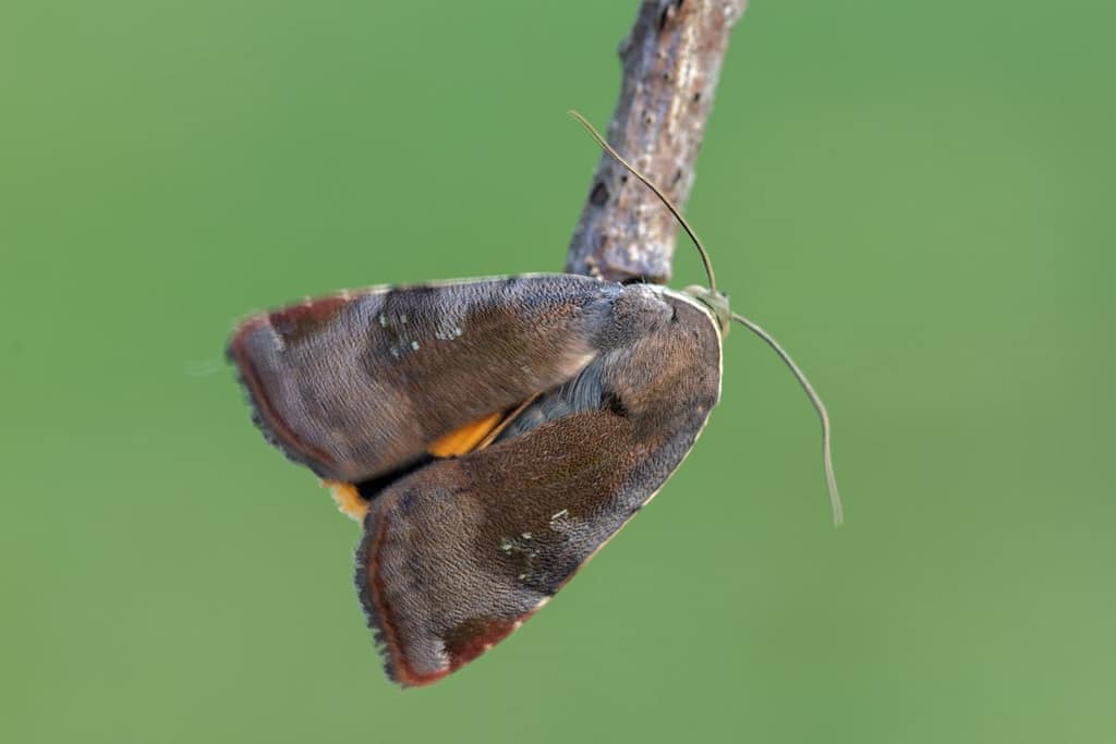 Noctua Janthina- Kleine breedbandhuismoeder