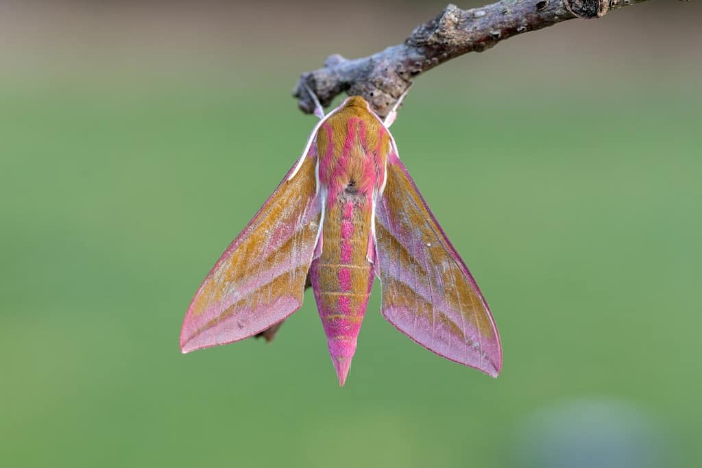 Deiephila elpenor-Groot avondrood
