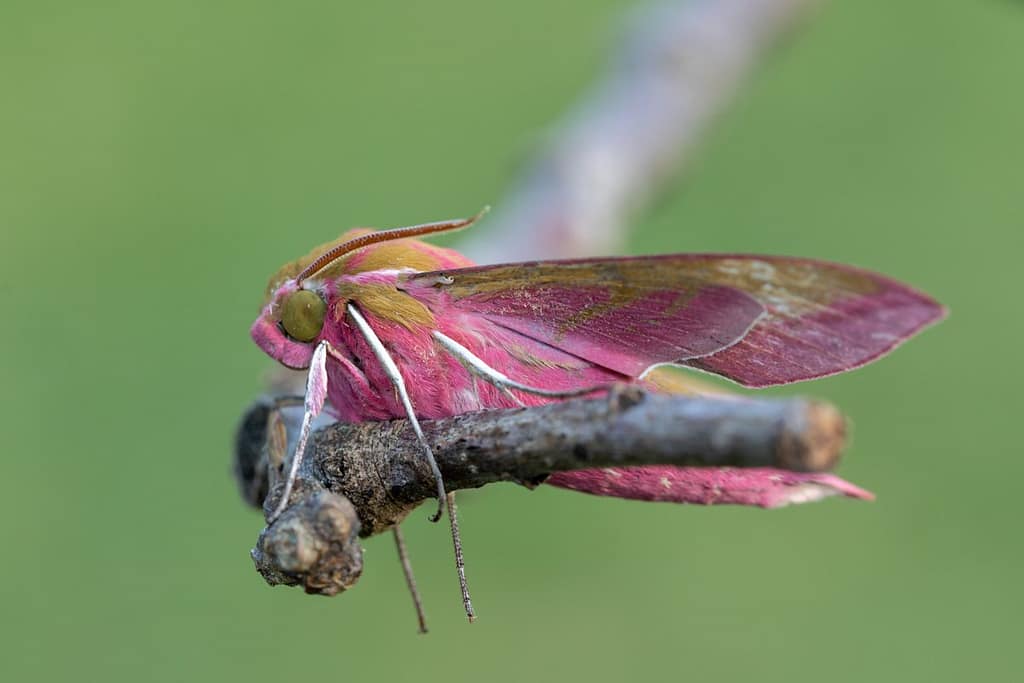 Deiephila elpenor-Groot avondrood