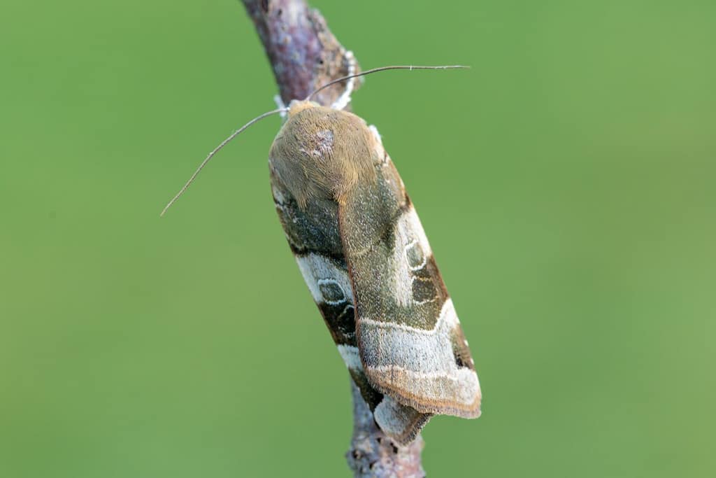 Noctua Smbriata-breedbandhuismoeder