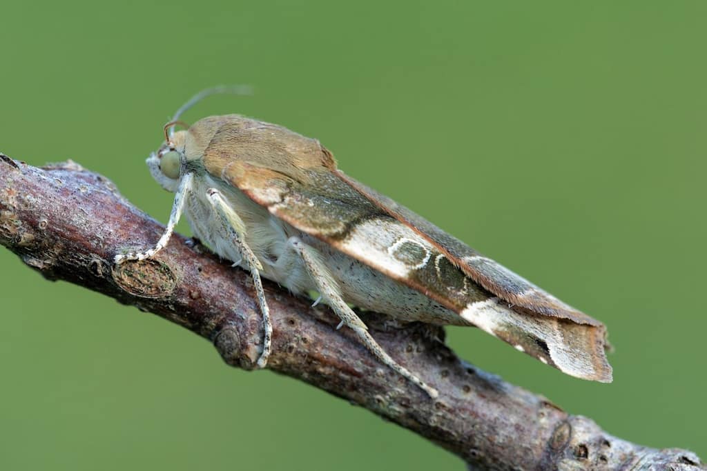 Noctua Smbriata-breedbandhuismoeder