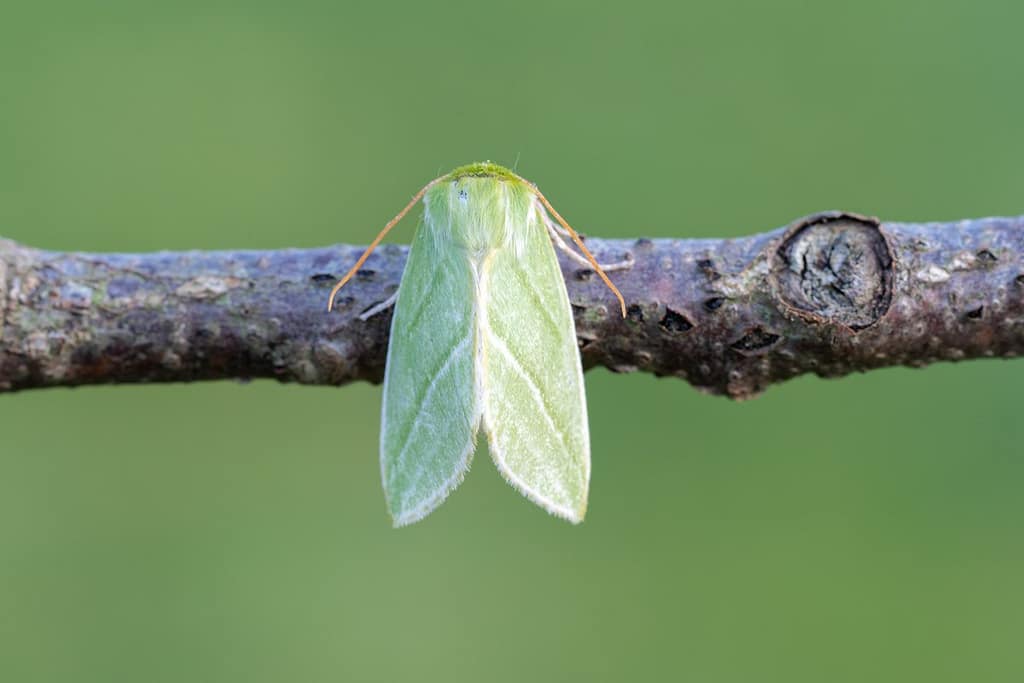 Bena Bicolorana-Grote groenuil