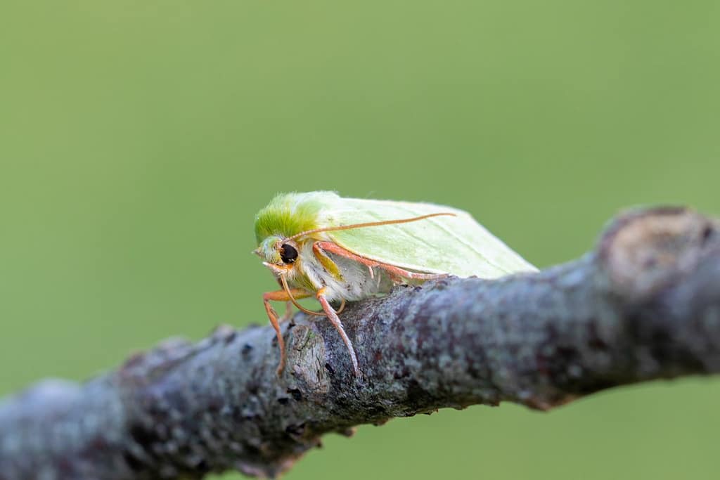 Bena Bicolorana-Grote groenuil
