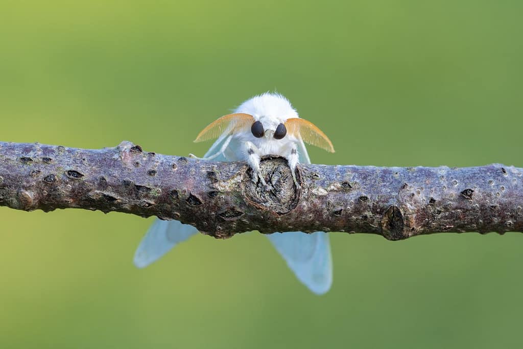 Arctornis L-Nigrum, Zwarte L-vlinder