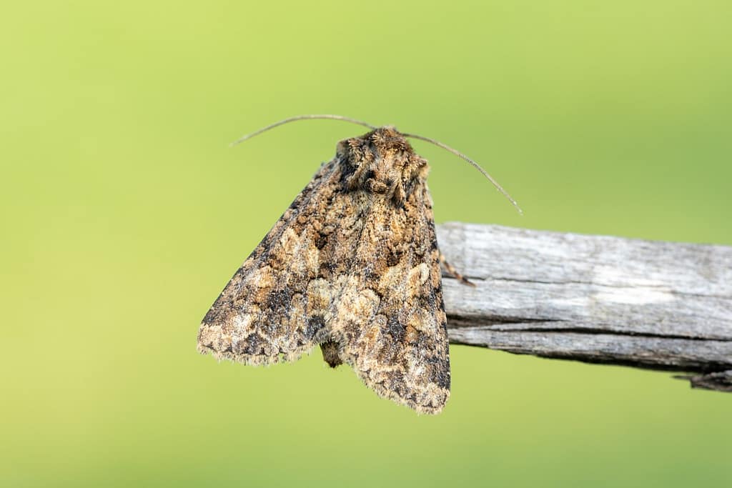 Conisania andalusica