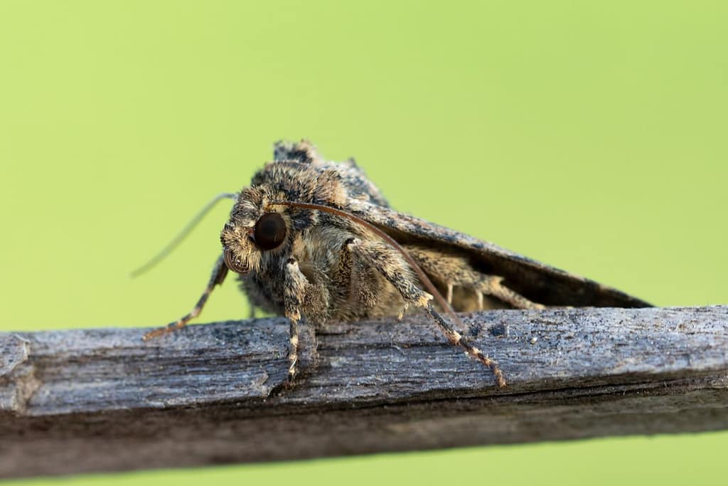 Conisania andalusica