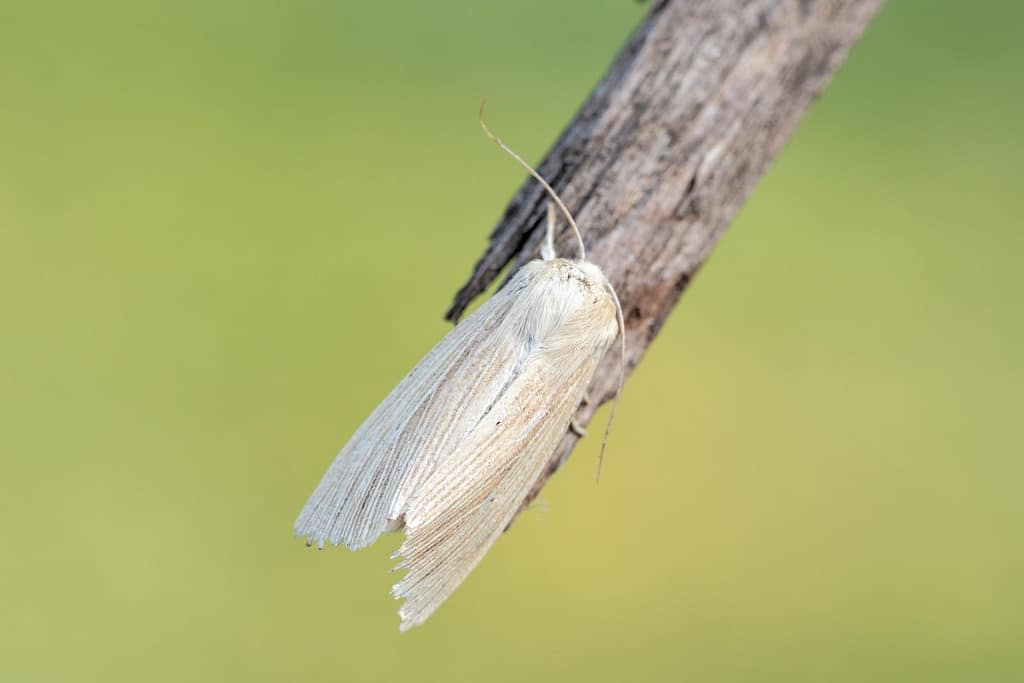 Mythymna pallens-Bleke grasuil