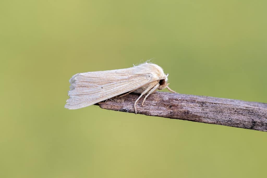 Mythymna pallens-Bleke grasuil