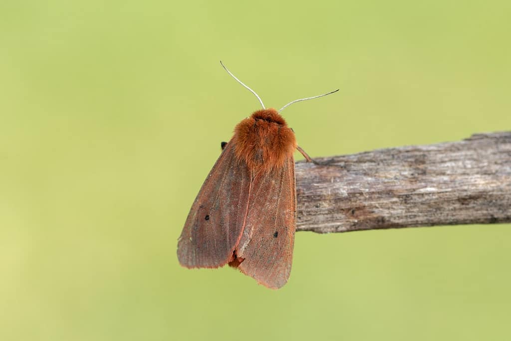 Phragmatobia fuliginosa-Kleine beervlinder